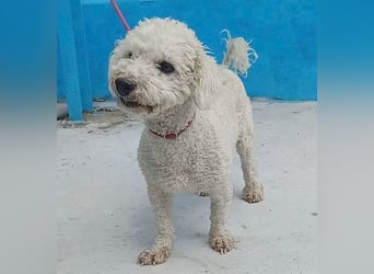 ❤️ lieber kleiner DARI - 4 Jahre, 30cm/9kg - Bichon-Mischling