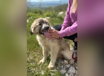 Liesa sucht ihr großes Glück