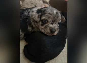 Chihuahua mix Welpen