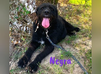 Negra 01/2018 (ESP) - sehr liebevolle, verschmuste und menschenbezogene Schnauzer-Mix Hündin!
