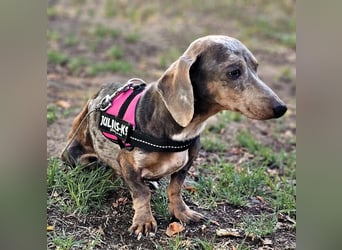 Uschi ist ein Hund der leisen Töne