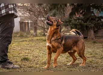 Freddy – Verspielter Entdecker sucht dich