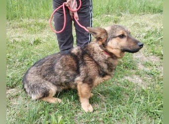 Twix, Mischling