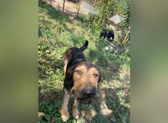 Leo - Jagdterrier Mix