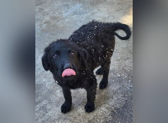 GONZALES❤️ liebenswerter, agiler und neugieriger Kroatischer Schäferhund-Mix