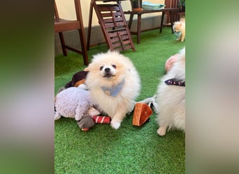 Teddy-Elmo SR – Quirliger Welpenwirbelwind mit Kuschelpotenzial
