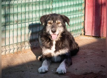 Boomer - freundlicher Schatz