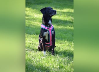 Dhalia - auf PS in 53797 Lohmar - liebe, freundliche Hundedame