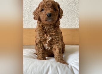 Bezaubernde Cavapoo-Welpen suchen ein liebevolles Zuhause