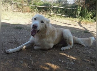 Falcon - junger beeindruckender feiner Hundemann