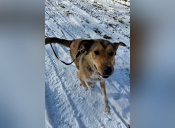 Aloma – deine neue beste Freundin sucht dich! (15859 Storkow (Mark)
