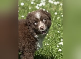 Tolle Australian Shepherd Welpen suchen Ihre Herzenfank
