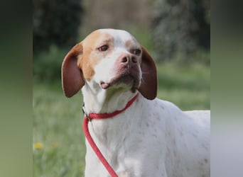 Gemma