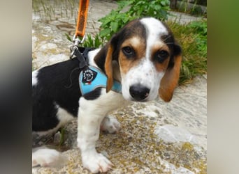 Gizmo sucht ein Zuhause