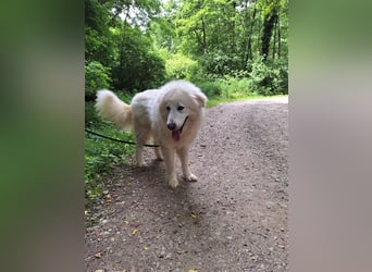 Pyränenberghundmix Tobi