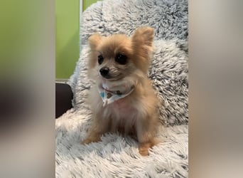 Charlotte SR – Freche Mini-Prinzessin mit ganz viel Charme