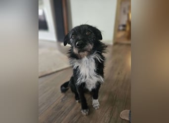 LEO ❤️  wartet in 53809 Ruppichteroth auf Dich