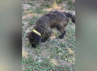 Foxi LM - Zarter Hundejunge mit großem Herz sucht Vertrauen