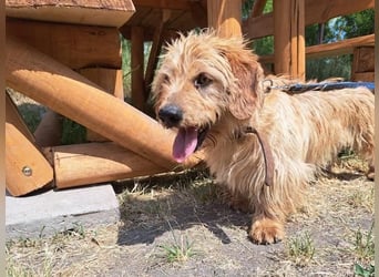 Gizmo, fröhlicher Charmeur, ca. 2 Jahre, ca. 25 cm, ca. 12 kg