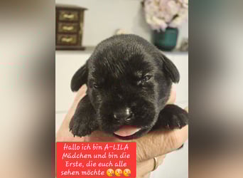 Riesenschnauzer schwarz Welpen des A-Wurf's am 02.07.25 gefallen