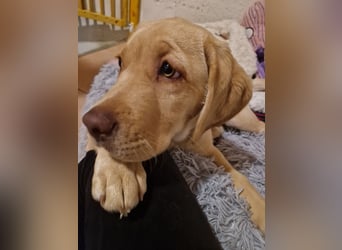 Labrador Welpe (Hündin) sucht ihr Traumzuhause