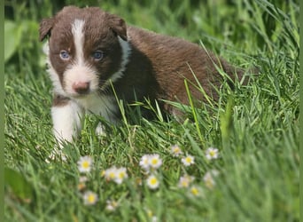 Border Collie Welpen -  Rüden und Hündin