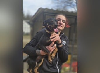Albert – quirliger Wirbelwind sucht sportliches Zuhause!