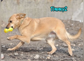 Timmy2 geb. 03/2023 - verspielter, aktiver und fröhlicher junger Rüde!