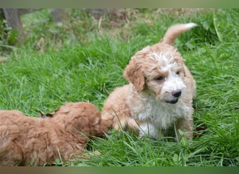 Mini Goldendoodel Welpen F3 - abzugeben ab Ende Oktober