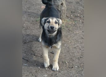 Debby, Schwester von Donny, kleine Mischlings Lady