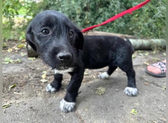 Aliz, geboren 16.03.2025, 22cm sucht ihre Menschen