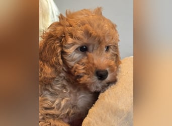Maltipoo/mini Doodle Welpen in abricot/creme farben