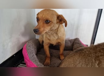 GWENDOLYN ❤️ Eilig! sucht Zuhause oder Pflegestelle