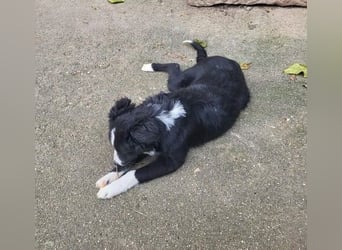 Coco - freundliche, aktive, verspielte Hündin / z.Zt. in Mühlheim