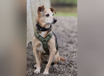 Rinky - sanfter Herzenshund sucht ein Happy End