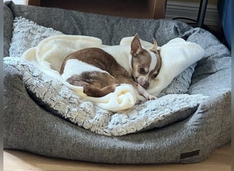 Kleine Seele Chihuahua-Hündin Muci sucht ihr Für-Immer-Zuhause