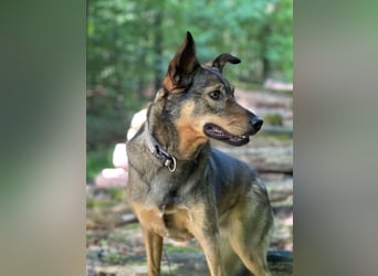 Liebevolle Hündin Ella sucht ein warmherziges Zuhause