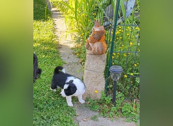 Border Collie welpen 