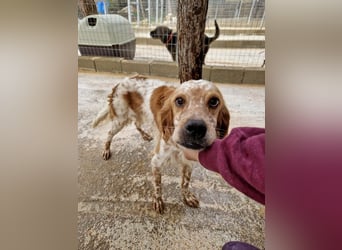 Pointer Mix MAILO (2,5 Jahre) sucht eine eigene Familie