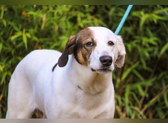 Chico, Mix Labrador / Beagle, lieb und sozial