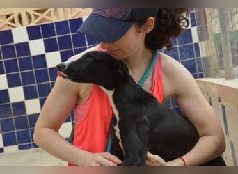 Manjo, freundlich-verspielter aufgeschlossener Galgojunge