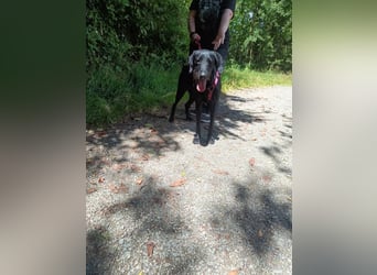 CAJA - hundeerfahrene Familie gesucht, die der hübschen Maus ein tolles Für-Immer Zuhause schenkt!