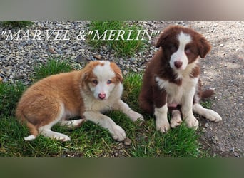 Border Collie-Welpen , black-,choco-,red-white und red-merle