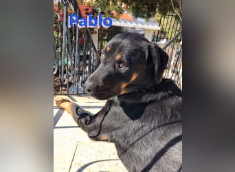 Pablo, 11/19 - ausgeglichener, lieber Rotti-Mix sucht erfahrene Familie