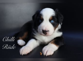 Mini Aussies-Mini Australian Shepherd Welpen
