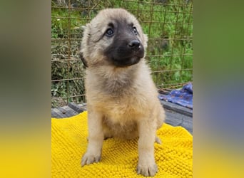 Suki ❤️ Süßes + liebes Welpenmädchen!