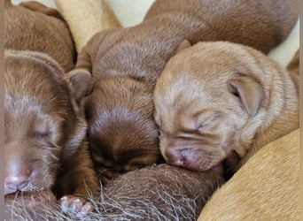 Labrador Welpen Foxred