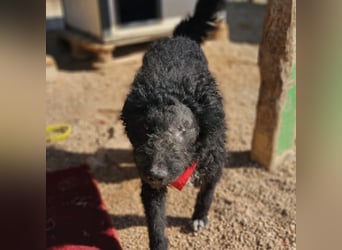 Schäferhund-Mix Leo sucht seine Familie ❤️