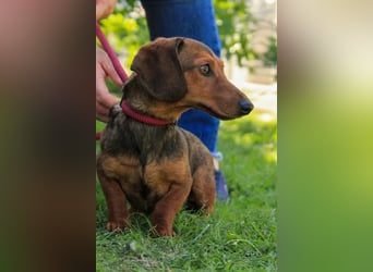 Lelek PP – Zarte Dackeldame sucht Geborgenheit und liebevolles Zuhause