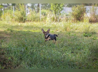 Chip 269814: Hundekind sucht ein Zuhause